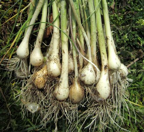 Field Garlic Bulbs Suburban Foragers