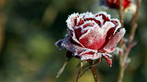 Winter Flower Wallpapers Wallpaper Cave