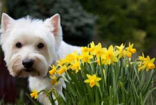 A barrier to prevent the dog from reaching the garden is often an effective method of protecting flowers. How to Keep Your Dog Out of The Garden | Dog Tag Art