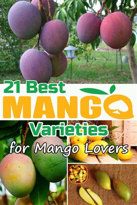 55 Delicious Mango Varieties You Should Grow Mango Varieties Different Types Of Mangoes Mango