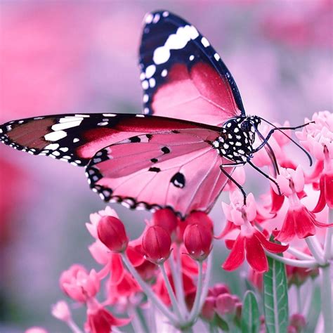 Butterfly Lovers Home Facebook
