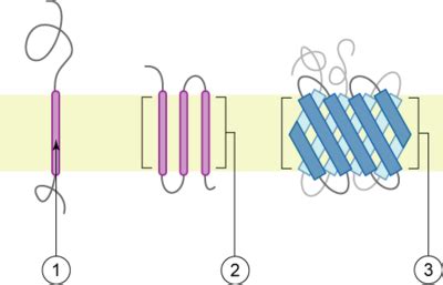 Maybe you would like to learn more about one of these? Principles of Biochemistry/Cell membrane and receptors ...