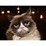 Grumpy Cat Dies Her Spirit Will Live On Family Says  NCPR News