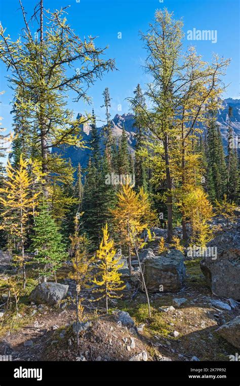 Autumn Larch Trees In The Rocky Mountains In Yoho National Park