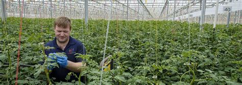 Red Sun Farms Fresh Produce Greenhouse Grower In U S Virginia S