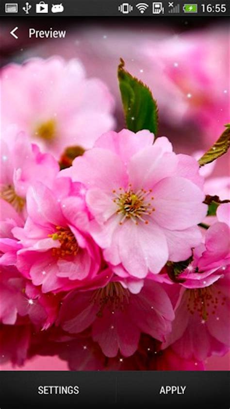 Cherry Blossom Live Wallpaper For Android Cherry Blossom Free Download