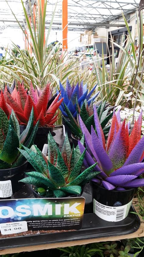 Cactus And Succulents Forum→dyed Succulents And Cacti