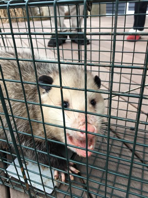 We have a wealth of. Long Point Pest Control Ltd - Opening Hours - 7 Woodstock ...