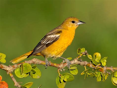 Baltimore Oriole Migration A Complete Guide Birdfact