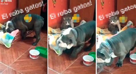 Video Viral Perro Roba Gato Bebé Y Gata Lo Persigue Para Recuperar A Cría El Popular