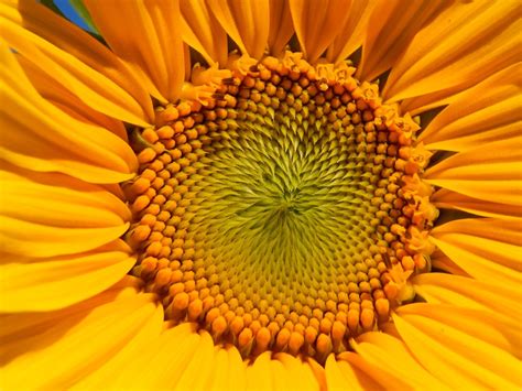 Sunflower Wonder~ Smithsonian Photo Contest Smithsonian Magazine