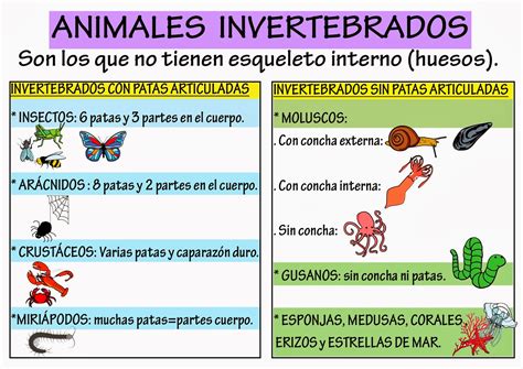 ¡por Fin En Primero Animales Vertebrados E Invertebrados