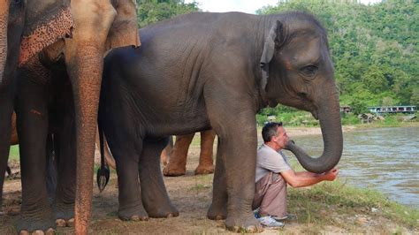 the elephant whisperer man and elephant are best friends