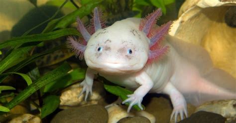 Whats A Baby Axolotl Called 4 More Amazing Facts And Pictures A Z