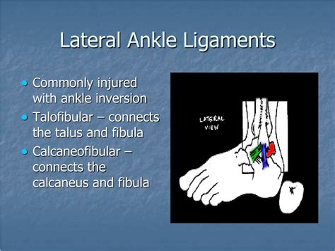 Ppt Ankle Anatomy Powerpoint Presentation Free Download Id9592371