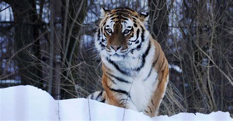 Bbc Wild Mission Pitch Siberian Tiger Living Image Music
