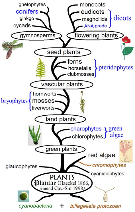 The Different Types Of Plants In The World