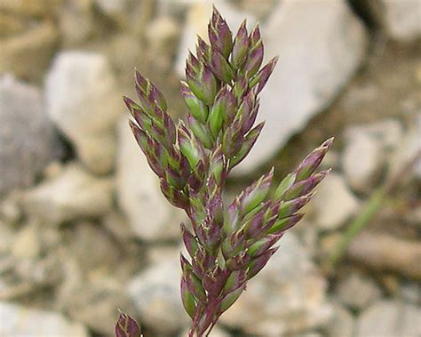 Nova nahajališča v pogorju pece. Scheda IPFI, Acta Plantarum