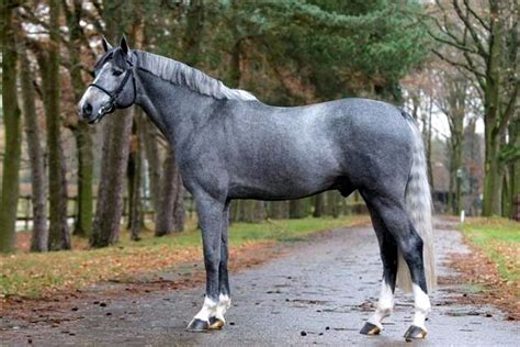 Clintissimo Swedish Warmblood Most Beautiful Horses All The Pretty