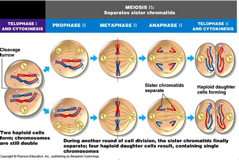 Cell division consists of two phases— nuclear division followed by cytokinesis.nuclear division the time span from one cell division through g 1, s, and g 2 is called a cell cycle (figure 1). A summary of how cell division (Meiosis) in cells ...