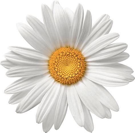 Common daisy Flower White Stock photography - daisy png download - 706* png image