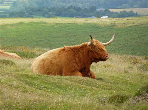 Highland Cow Scottish Highland Cow Highland Cattle Highland Cow