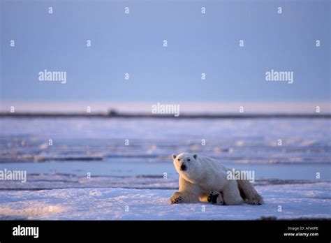 Polar Bear Ursus Maritimus Thin And Starving Rests On The 1002 Coastal
