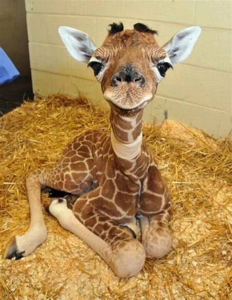 Baby Giraffes Are Called Calves During Birth The Calf Will Drop To