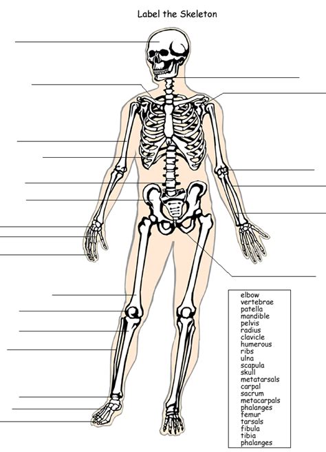 Printable Aandp Skeleton Labeling Worksheet