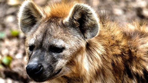 Desktop Wallpaper Hyena Wild Animal Wildlife Hd Image Picture