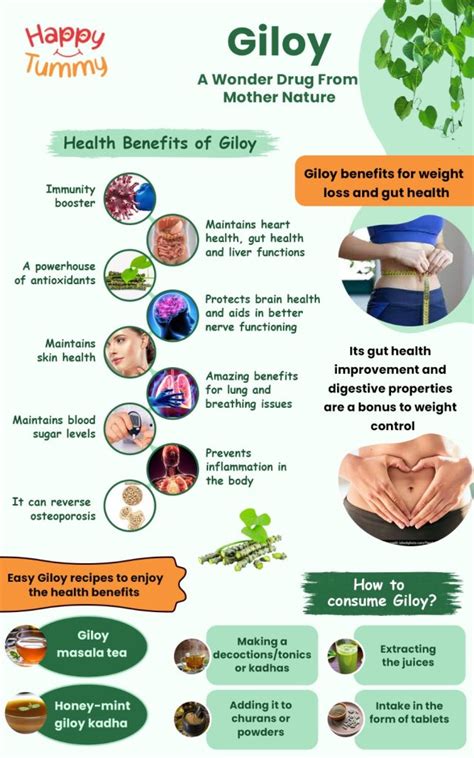 What Is Giloy Health Benefits Uses Side Effects And Nutrients Happytummy
