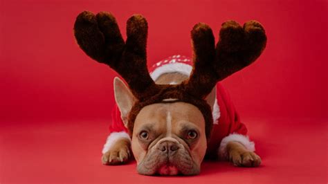 Ai Protects Pups This Christmas Ensuring Dogs Are For Life
