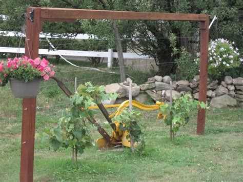 If you have a small garden, there is no reason you can't grow grapes. Grape trellis | Grape trellis, Dyi garden ideas, Grape vine trellis