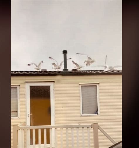 Livid Mum Gets Revenge On Noisy Neighbours With Clever Seagull Trick