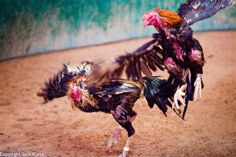 Cockfighting In Rural Thailand Jack Kurtz Photojournalist And Travel