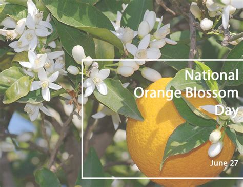 celebrate national orange blossom day with kriglerperfumer and soapandpaperfactory