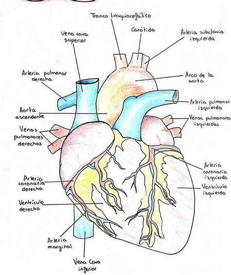 Anatomia Del Corazon Humano Medizzy