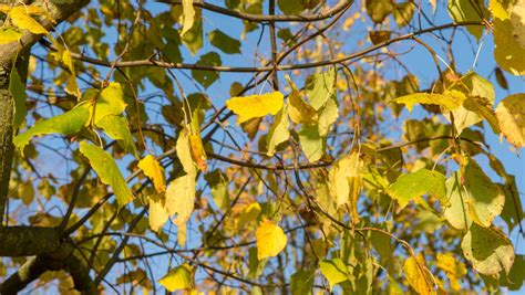 Tilia Cordata Greenspire Treeebb Wyszukiwarka Drzew On Line