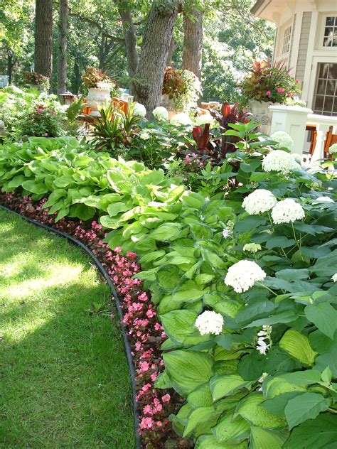 Annabelle Hydrangea Wax Begonia Garden Design Drifts Of Color
