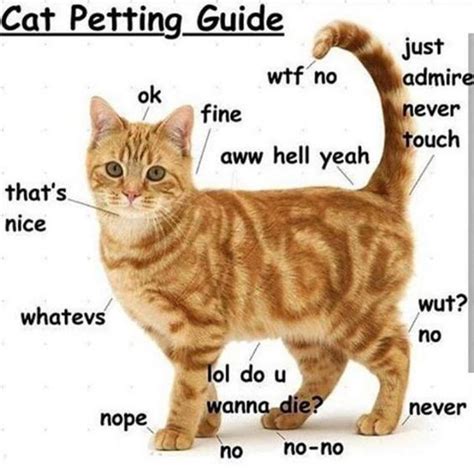 The Cat Petting Guide For Those That Dont Know Cat Cats Meow