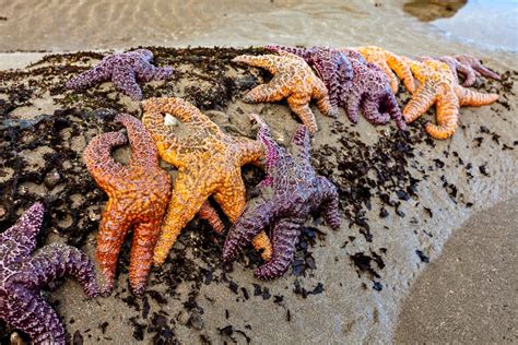 Tide Pools In Northern California You Need To See
