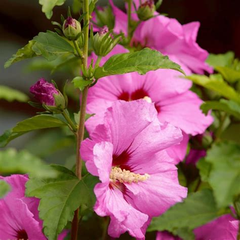 Aphrodite Rose Of Sharon The Lakeside Collection