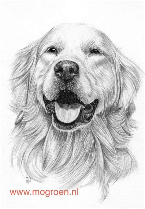 The coloring page is printable and can be used in the classroom or at home for kids. Golden Retriever Coloring Page Coloring Pages Draw A ...