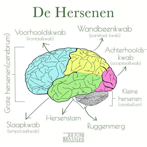 Menselijk Brein Anatomiediagram Menselijk Lichaam Hersenen Anatomie Porn Sex Picture