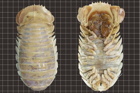 Scientists Discover New Species Of Deep Sea Isopod The Insight Post