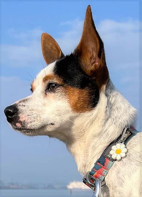 Daisy 1 Year Old Jack Russell With The Stena Ferry In Flickr