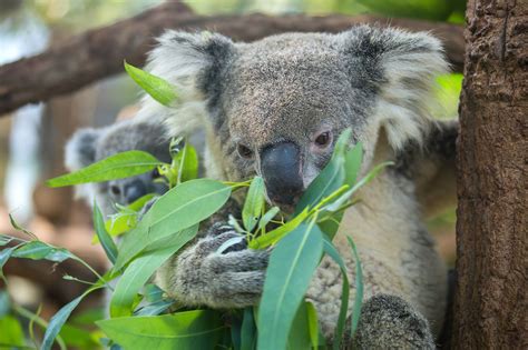 What Is The Role Of Koalas In The Ecosystem Worldatlas