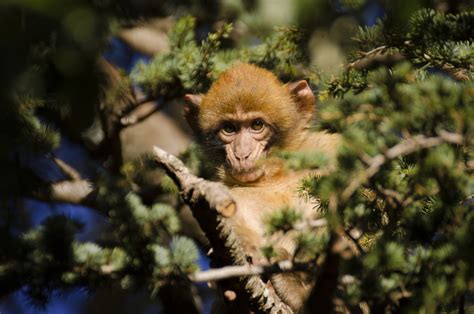 The Wildlife Of Morocco Travellocal