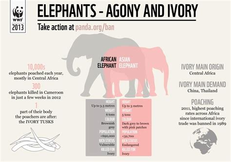 Elephants Agony And Ivory Elephant Facts Elephant Asian Elephant
