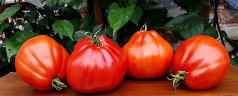 Tomato Red Pear Abruzzese 20 Seeds Italian Heirloom Vegetable Etsy Canada